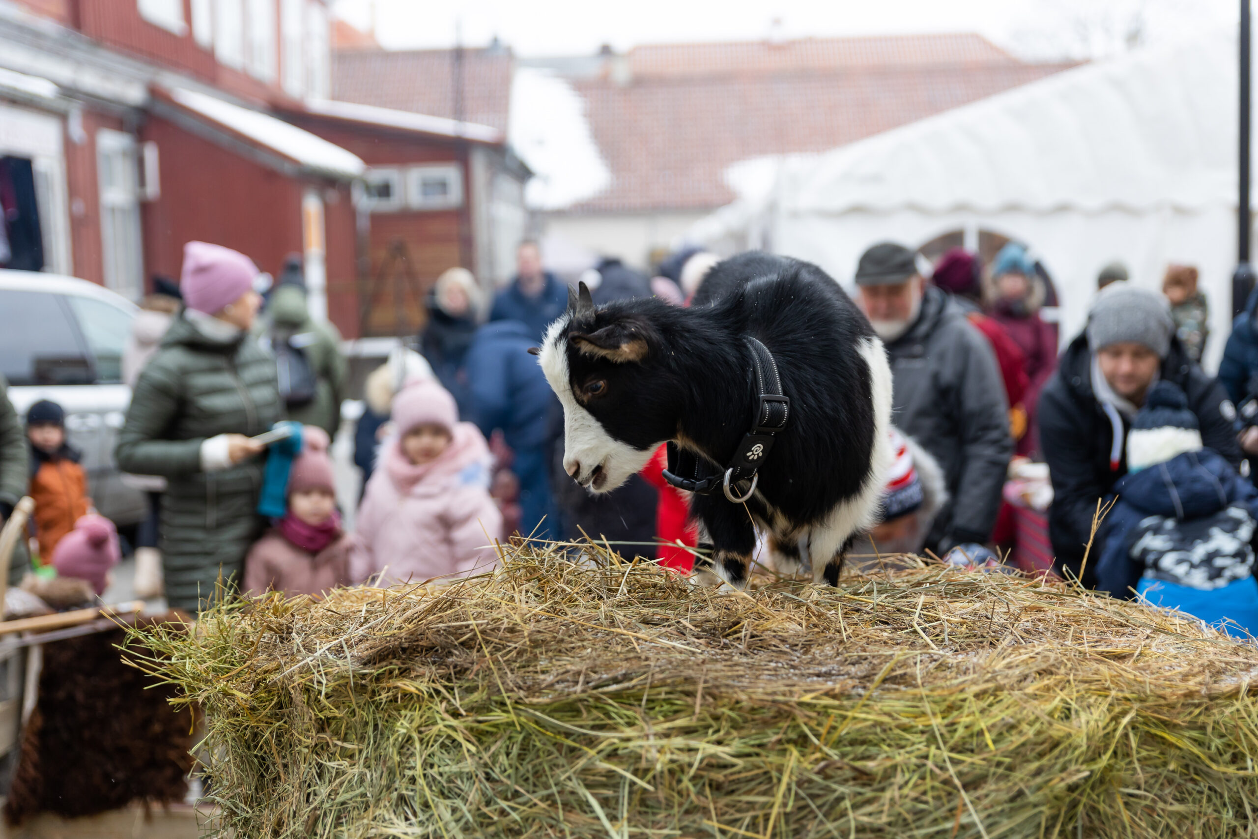 Ehtne-jõuluturg-03-12-2023 (171)