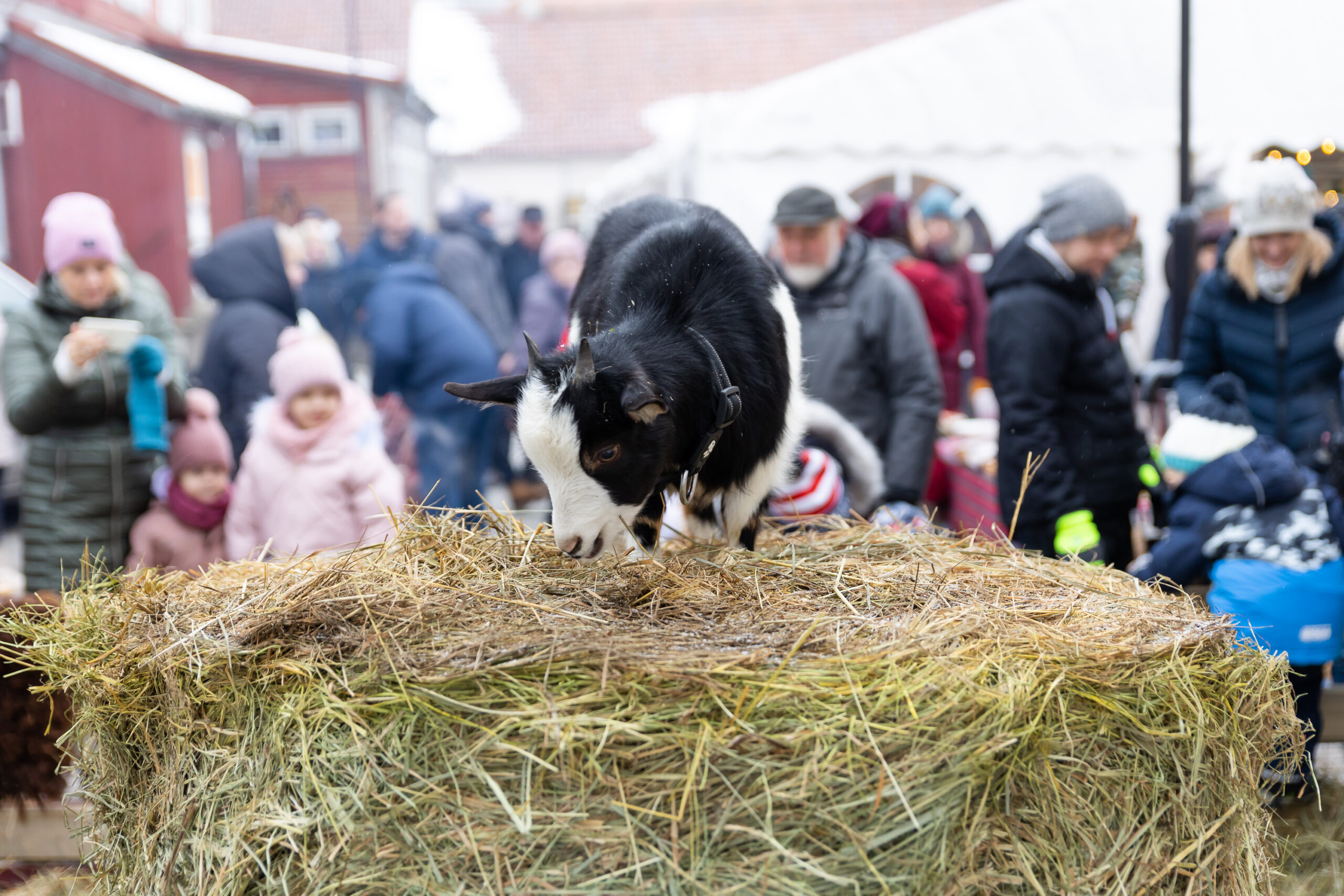 Ehtne-jõuluturg-03-12-2023 (172)